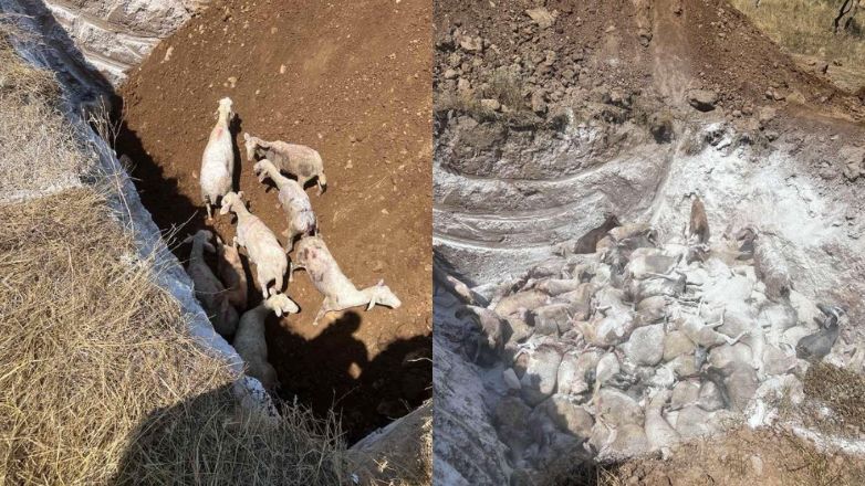 جريمة دفن 350 خروفا مصابا بالطاعون أحياء في كاستراكي تريكالا تثير استنكارا واسعا