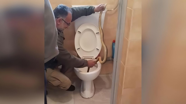 مفاجأة مرعبة في كاستوريا ثعبان يظهر داخل المرحاض ويثير الذعر